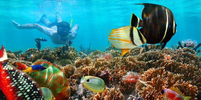 Snorkeling in Hikkaduwa