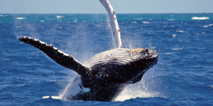 Whale Watching in Mirissa